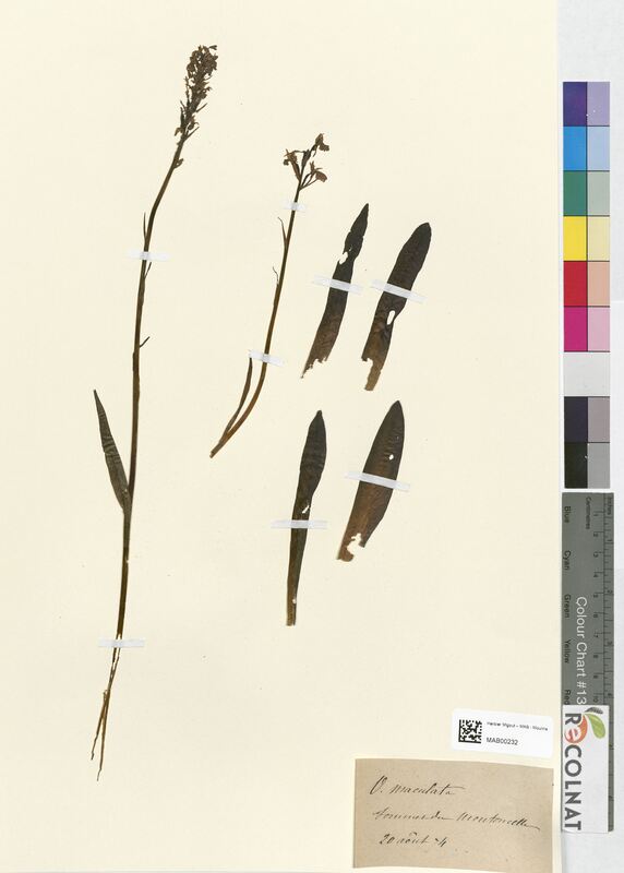 Orchis maculata (Orchidaceae)