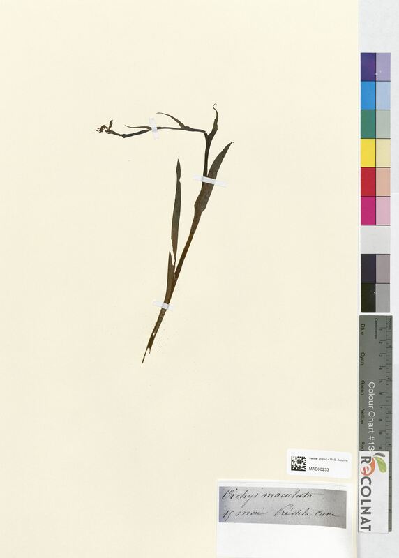 Orchis maculata (Orchidaceae)