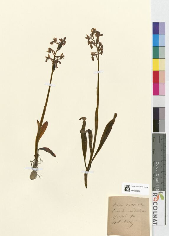 Orchis mascula (Orchidaceae)