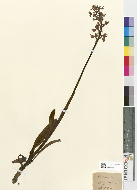 Orchis mascula (Orchidaceae)