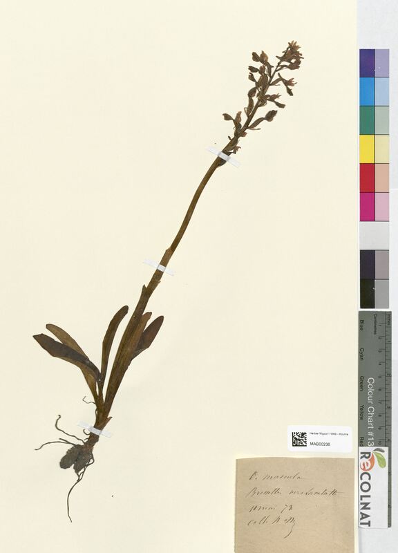 Orchis mascula (Orchidaceae)