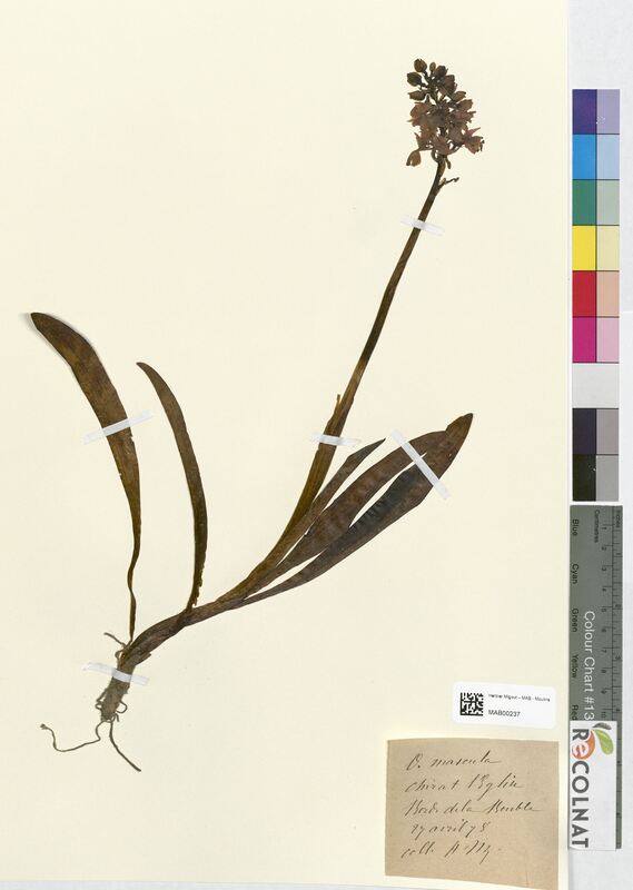 Orchis mascula (Orchidaceae)