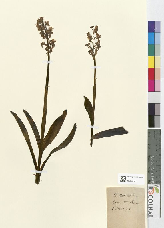 Orchis mascula (Orchidaceae)