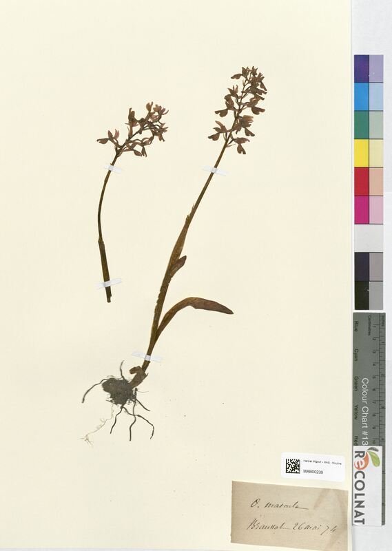 Orchis mascula (Orchidaceae)