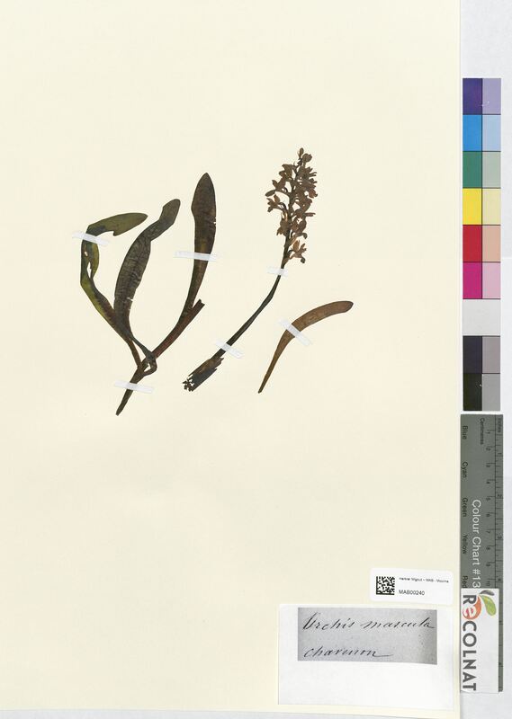 Orchis mascula (Orchidaceae)