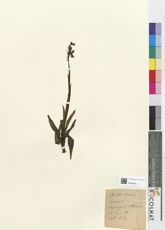 Orchis morio (Orchidaceae)