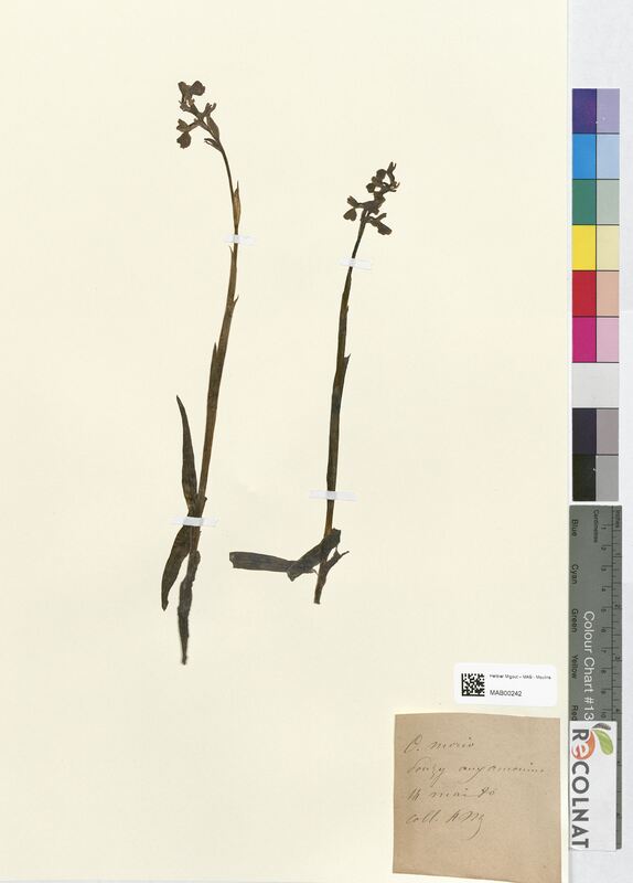 Orchis morio (Orchidaceae)