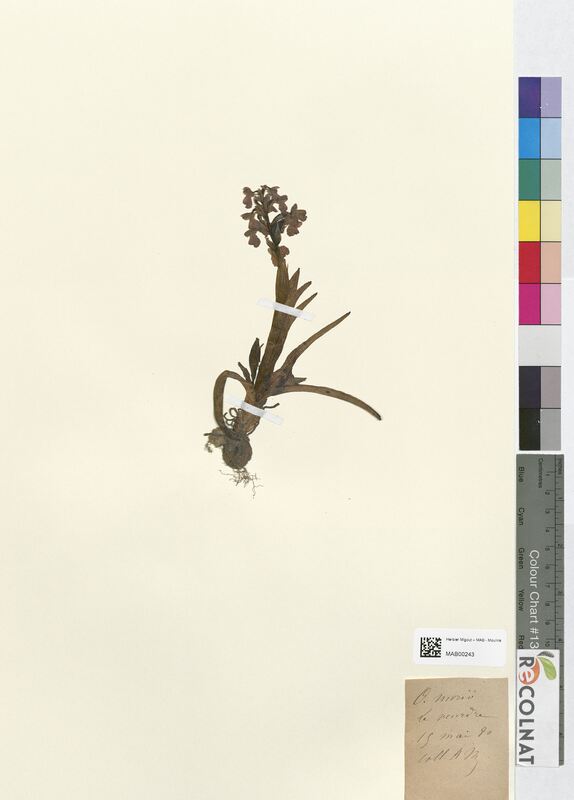 Orchis morio (Orchidaceae)