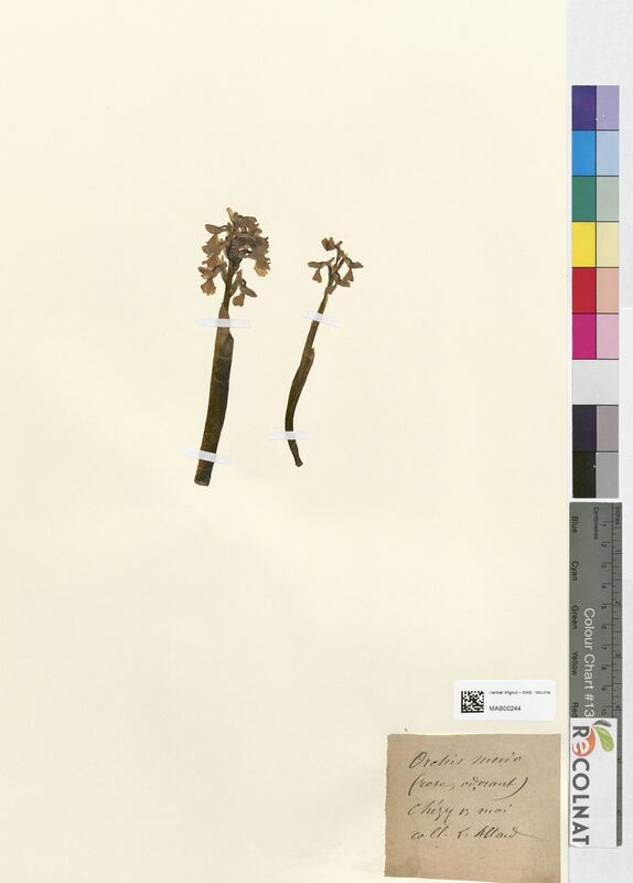 Orchis morio (Orchidaceae)