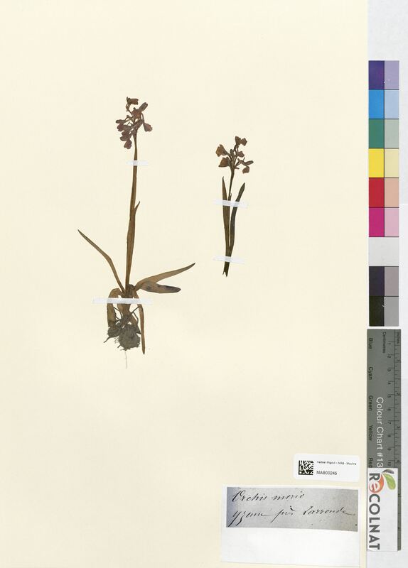 Orchis morio (Orchidaceae)