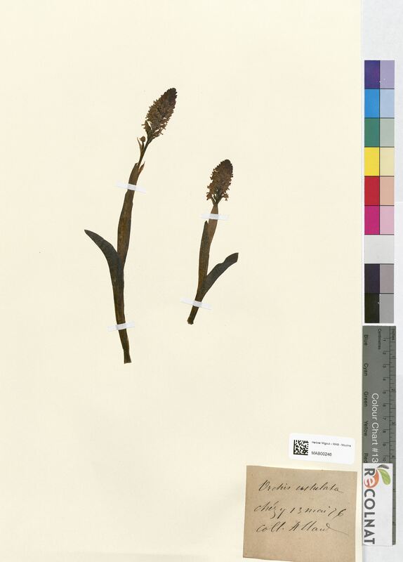 Orchis ustulata (Orchidaceae)