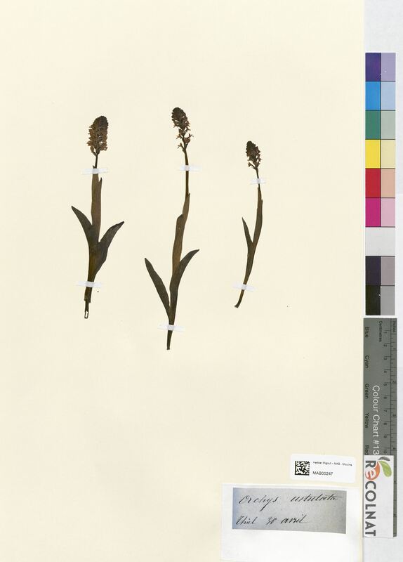 Orchis ustulata (Orchidaceae)