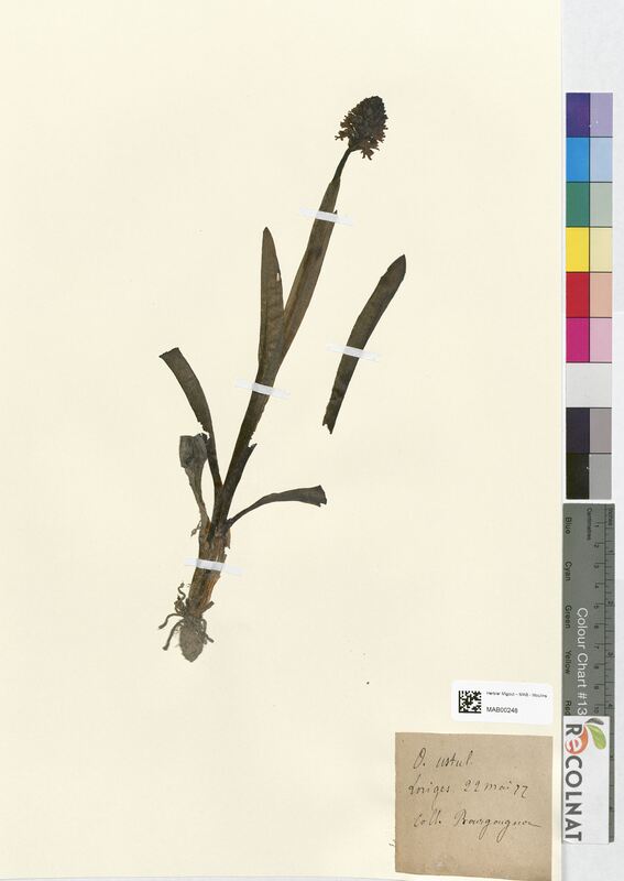 Orchis ustulata (Orchidaceae)