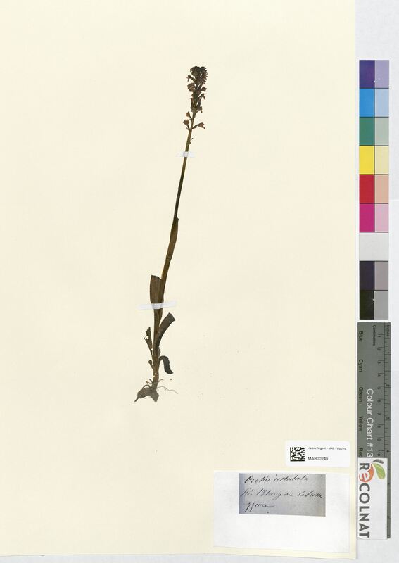 Orchis ustulata (Orchidaceae)