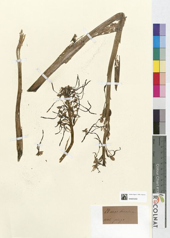 Aceras hircinum (Orchidaceae)