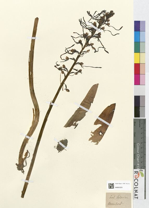 Satyrium hircinum (Orchidaceae)