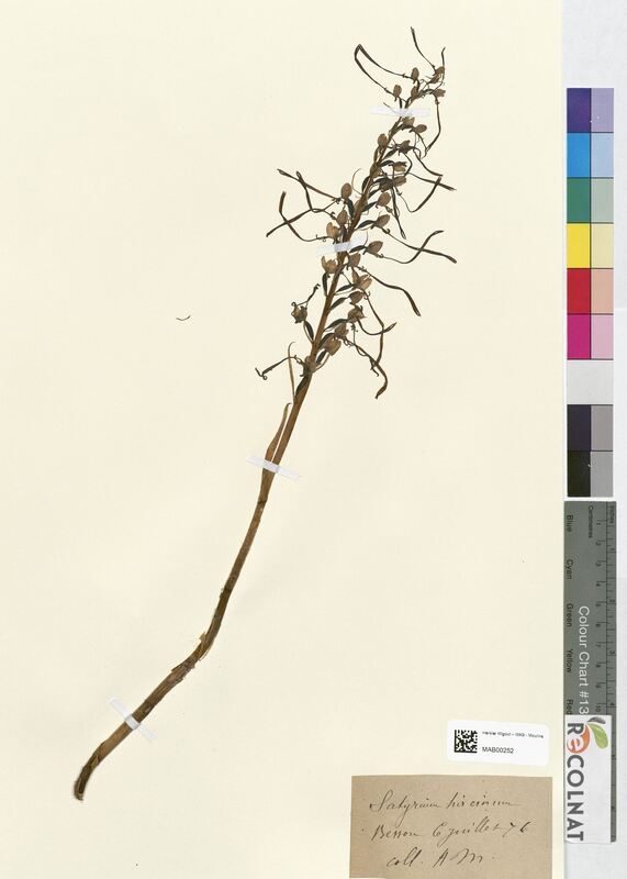 Satyrium hircinum (Orchidaceae)