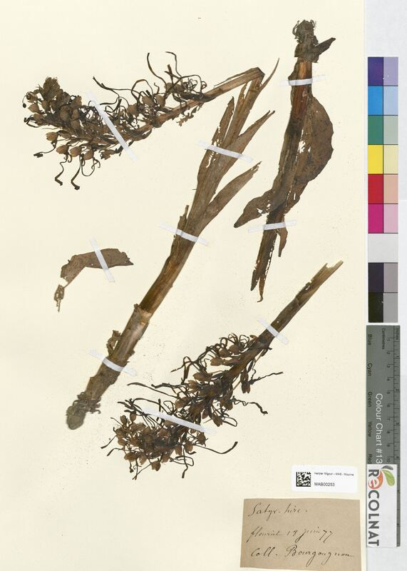 Satyrium hircinum (Orchidaceae)