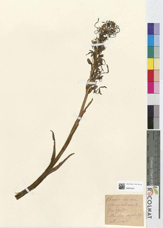 Aceras hircinum (Orchidaceae)