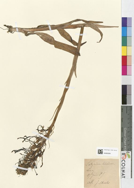 Satyrium viride (Orchidaceae)