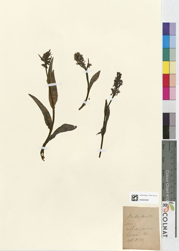 Orchis viridis (Orchidaceae)