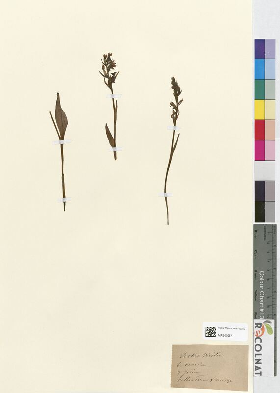 Orchis viridis (Orchidaceae)