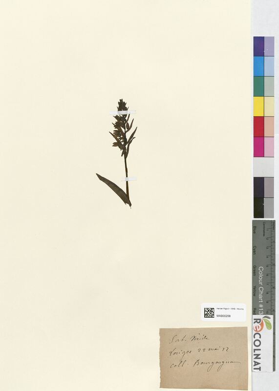 Satyrium viride (Orchidaceae)