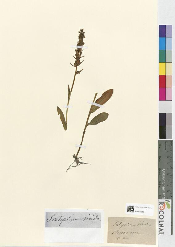 Satyrium viride (Orchidaceae)