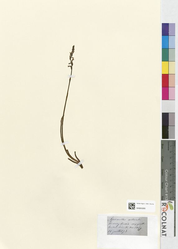 Spiranthes aestivalis (Orchidaceae)