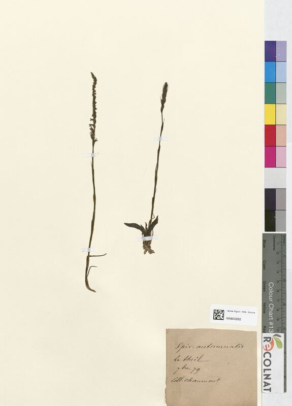 Spiranthes autumnalis (Orchidaceae)