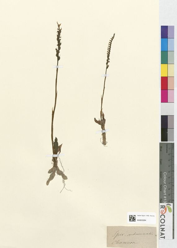Spiranthes autumnalis (Orchidaceae)