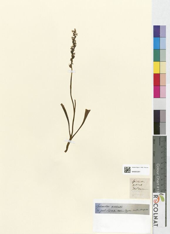 Spiranthes aestivalis (Orchidaceae)