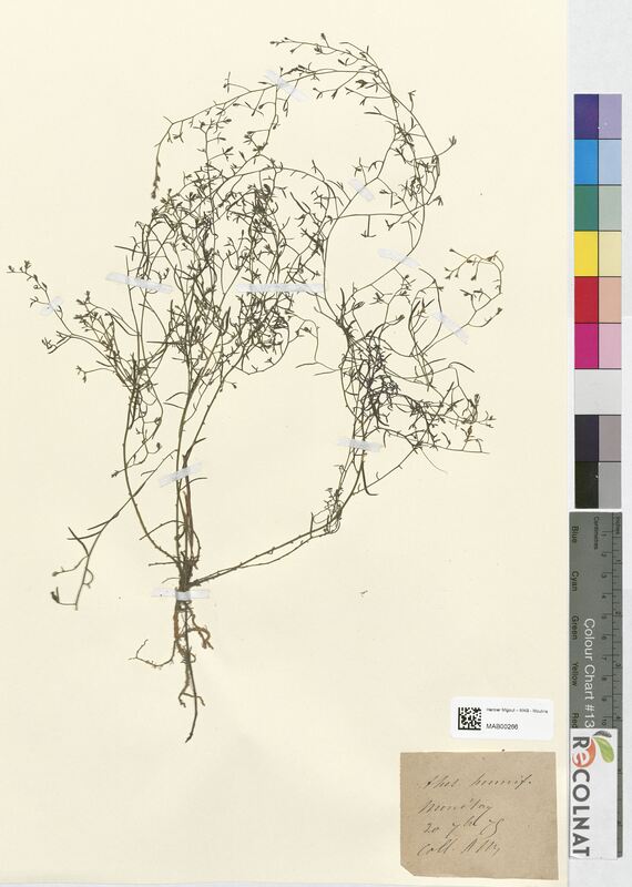 Thesium humifusum (Santalaceae)