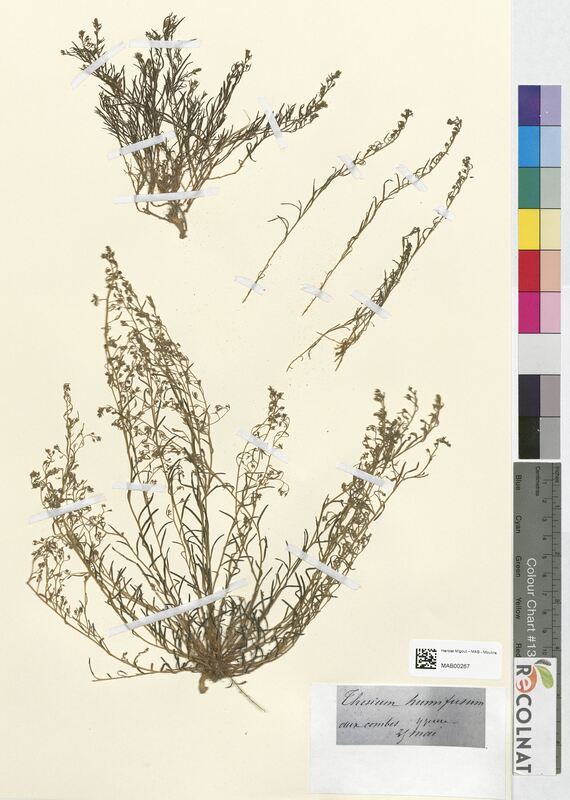 Thesium humifusum (Santalaceae)