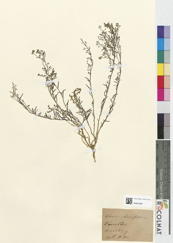 Thesium humifusum (Santalaceae)
