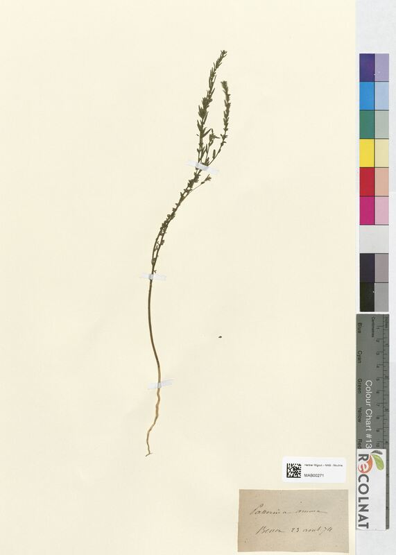 Passerina annua (Thymelaeaceae)