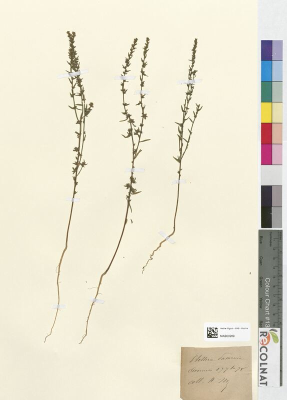 Stellera passerina (Thymelaeaceae)