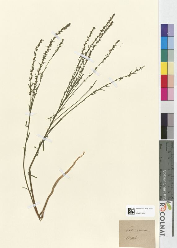 Passerina annua (Thymelaeaceae)