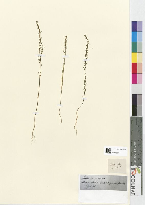 Passerina annua (Thymelaeaceae)