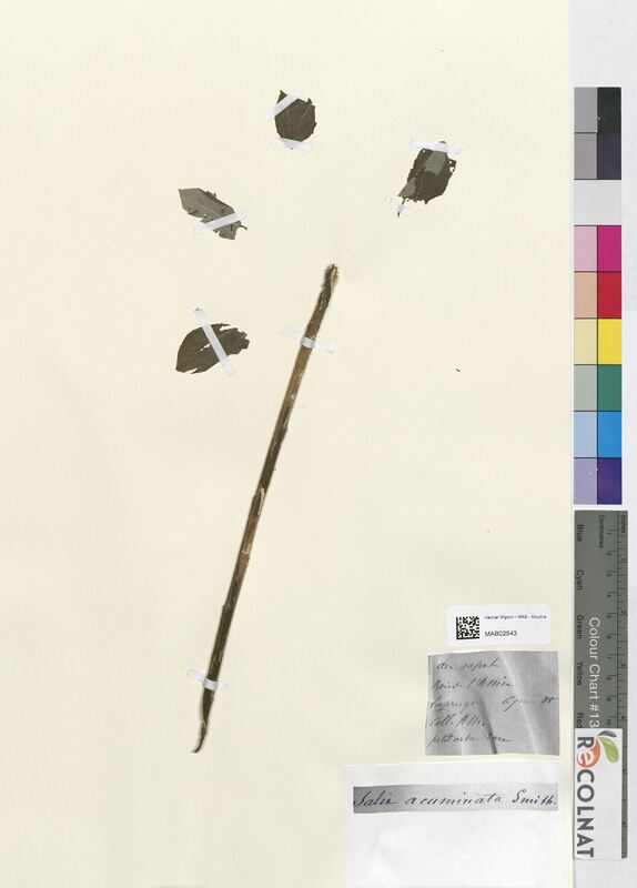 Salix acuminata (Salicaceae)