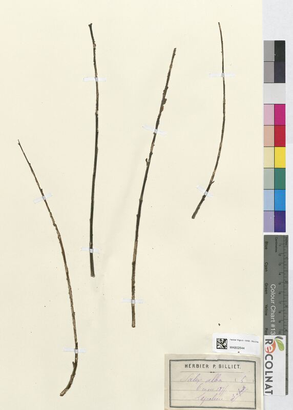 Salix alba (Salicaceae)