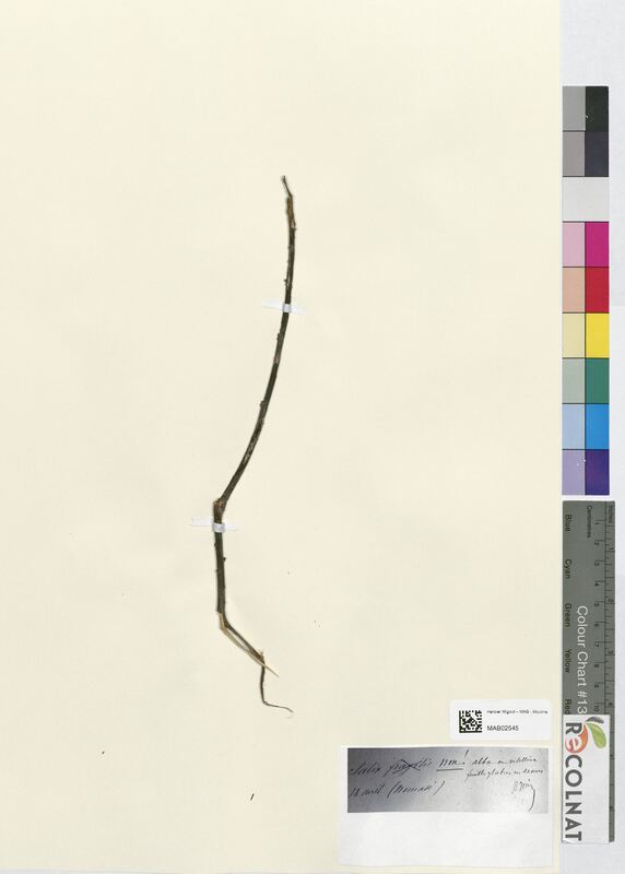 Salix alba (Salicaceae)