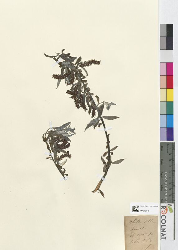 Salix alba (Salicaceae)