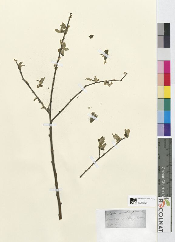 Salix aurita (Salicaceae)