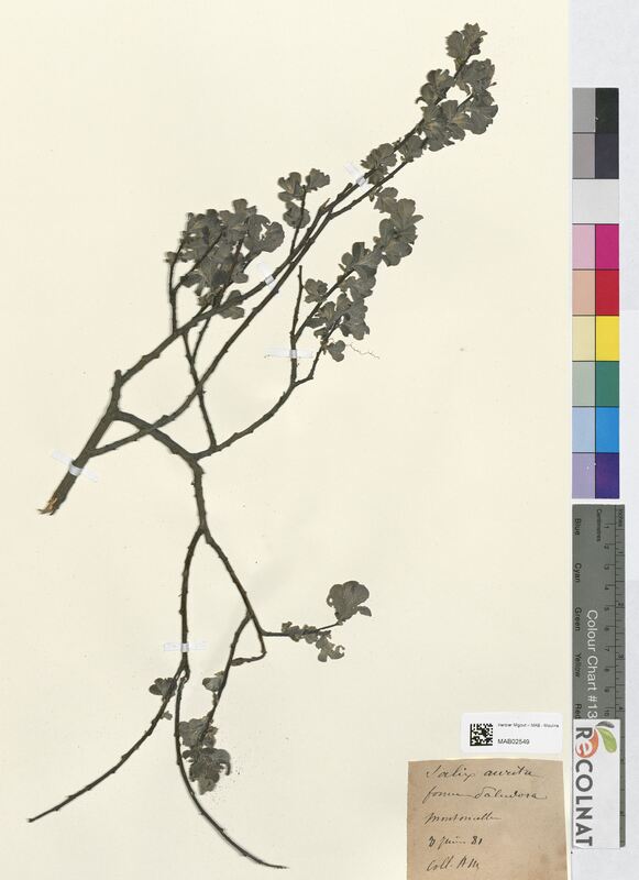 Salix aurita (Salicaceae)