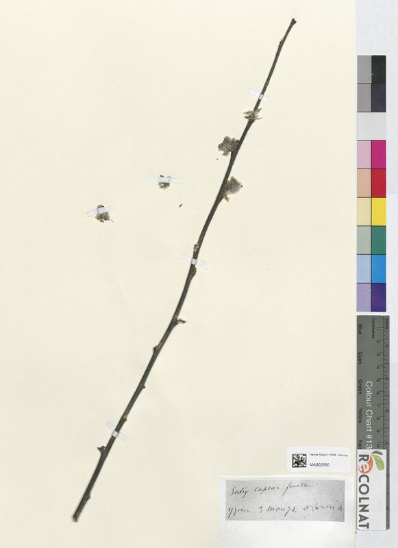 Salix caprea (Salicaceae)