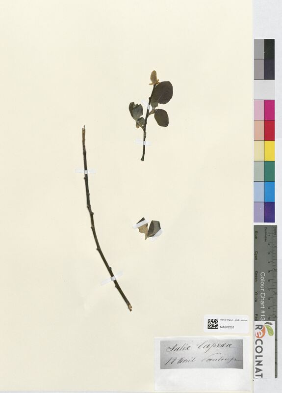 Salix caprea (Salicaceae)
