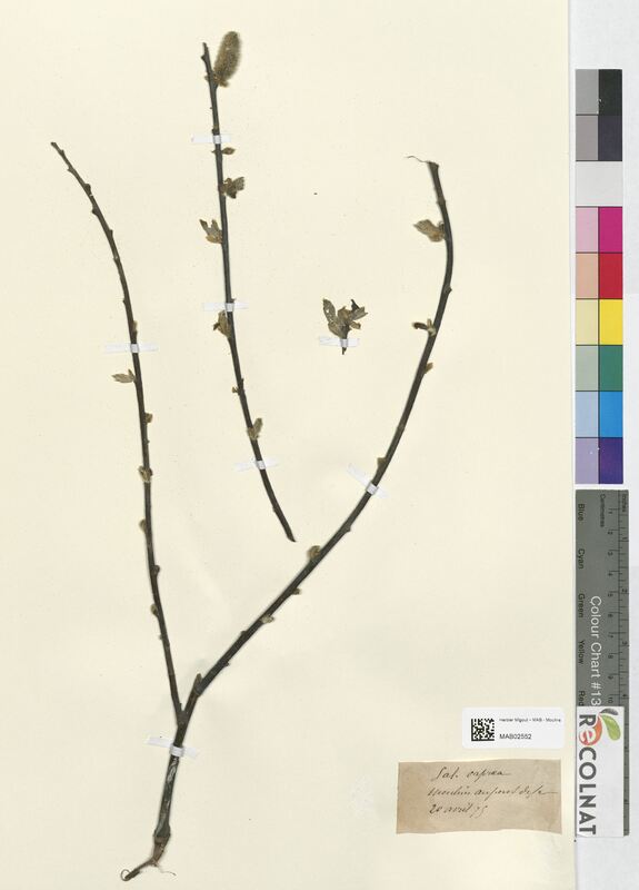 Salix caprea (Salicaceae)