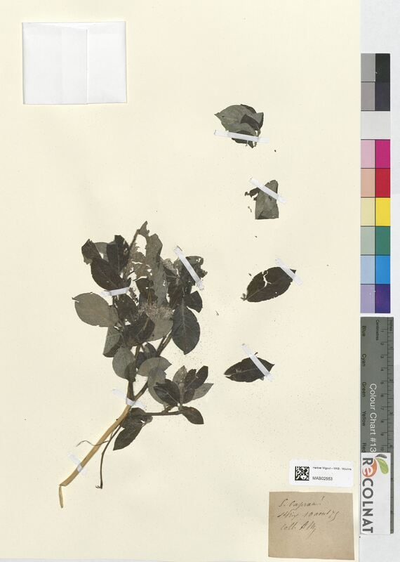 Salix caprea (Salicaceae)