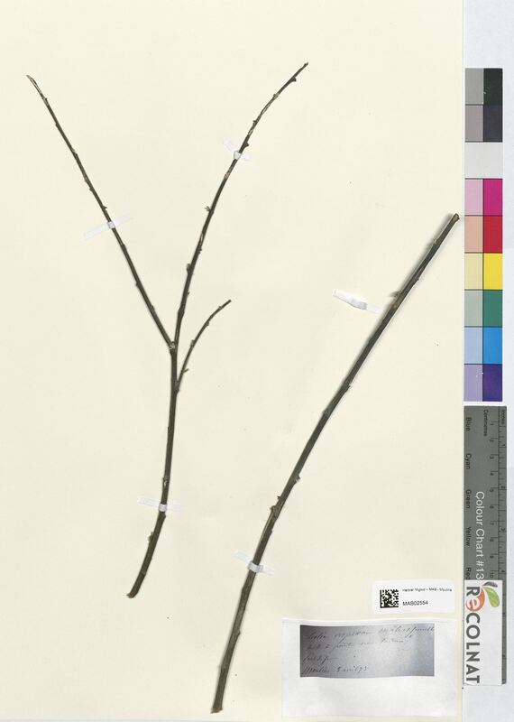 Salix caprea (Salicaceae)